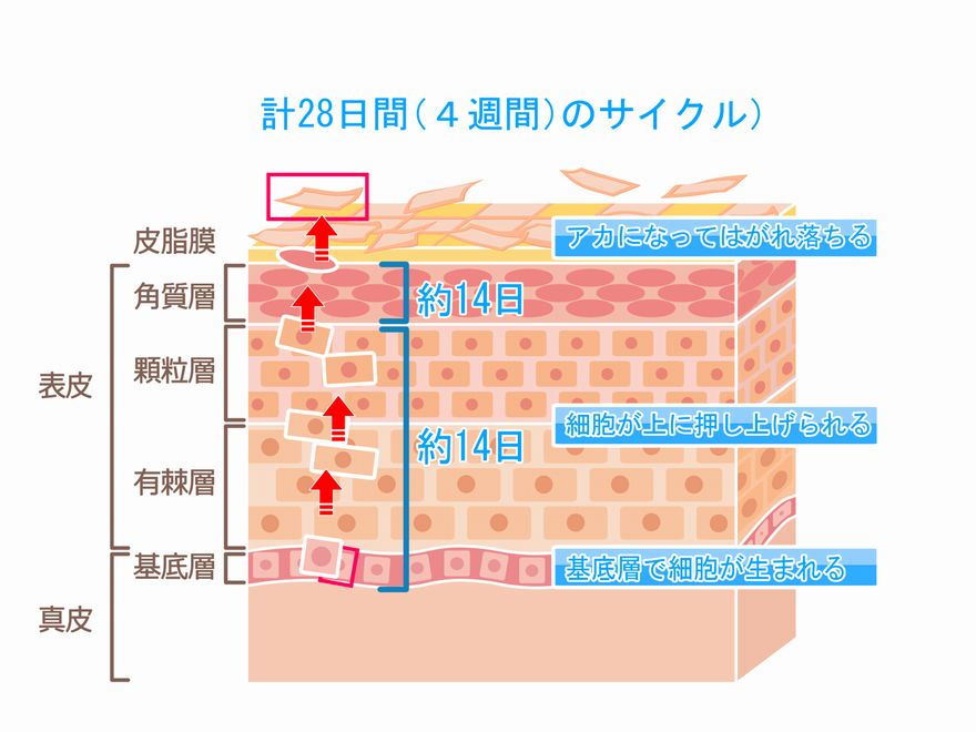 パーツ別ピーリング法