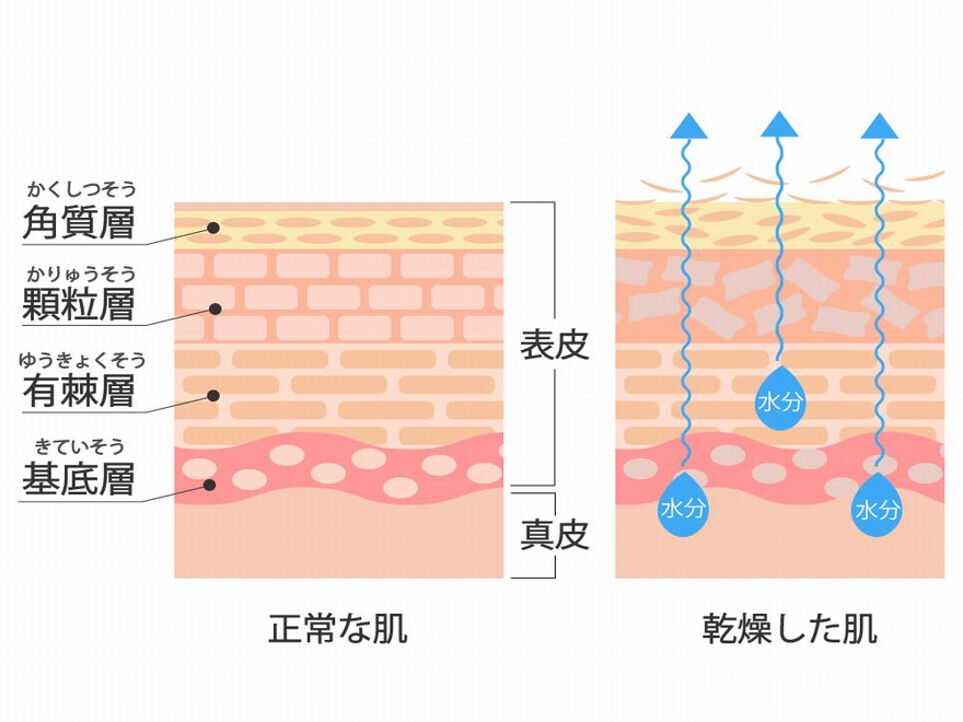 保湿因子のバランスをとる